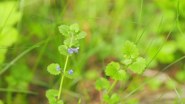 Spring flowers. Ground ivy, grill-over-the-ground or creeping charlie and glecboma hederacea, wildflower. Close up.