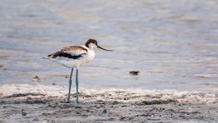 Water bird pied avocet, Recurvirostra avosetta, feeding in the lake. The pied avocet is a large black and white wader with long, upturned beak