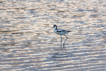 Water bird pied avocet, Recurvirostra avosetta, feeding in the lake. The pied avocet is a large...