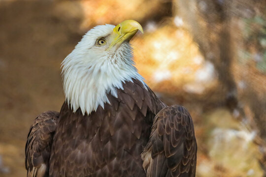 Picture of a northern bald eagle looking up to the side with copy space. Power, proud and courage concept.