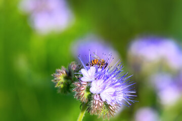 Bee and flower phacelia. Close up of a large striped bee collecting pollen from phacelia on a Sunny bright day. Phacelia tanacetifolia (lacy). Summer and spring backgrounds