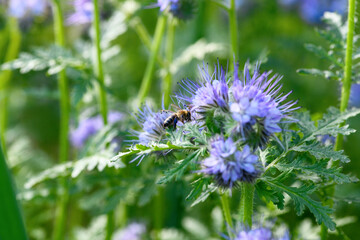 Bee and flower phacelia. Close up of a large striped bee collecting pollen from phacelia on a sunny bright day. Phacelia tanacetifolia (lacy). Summer and spring backgrounds