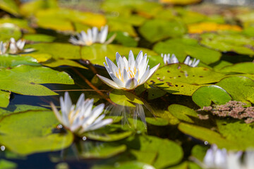 fleur de nénuphar dans un bassin d'eau