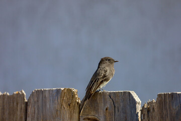 A black phoebe perched on top of a  wooden fence in San Diego, California.