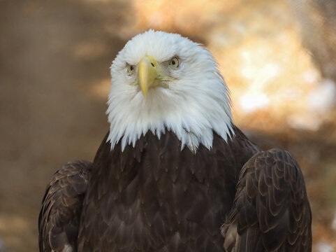 A close view of an American bald eagle.