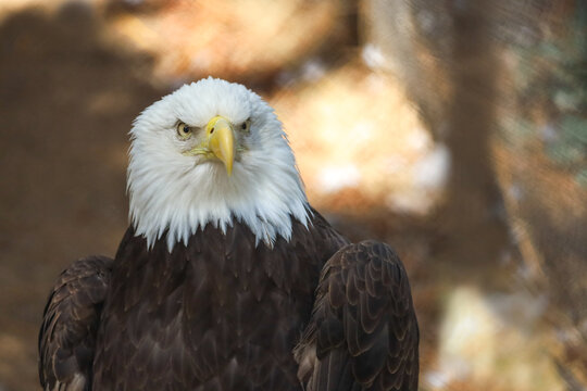 Portrait of a northern bald eagle.