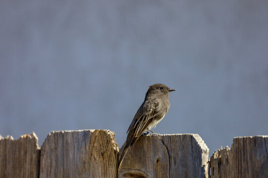 A black phoebe perched on top of a  wooden fence in San Diego, California.