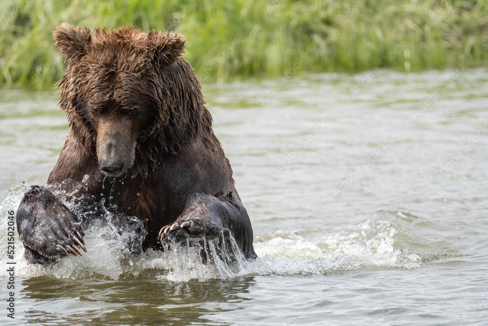 Sticker Alaskan brown bear fishing