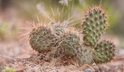 Naklejka na ściany i meble Cactus Plant in a desert. Close up. Spring Season. Canyonlands National Park. Utah, United States. Nature Background.