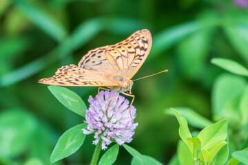 The dark green fritillary butterfly collects nectar on flower. Speyeria aglaja is a species of butterfly in the family Nymphalidae.