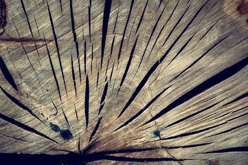 Felled tree background. Old plant stump. Scorched slice of a tree. Brownish Cracked Cut Wood Texture. Surface of timber background. Old dry tree. Cross section of a tree. wallpaper.