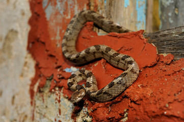 European cat snake // Europäische Katzennatter (Telescopus fallax) - Peloponnese, Greece