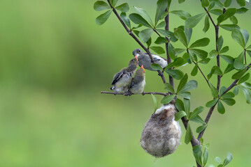 Female scarlet-headed flowerpecker bring food to their chicks
