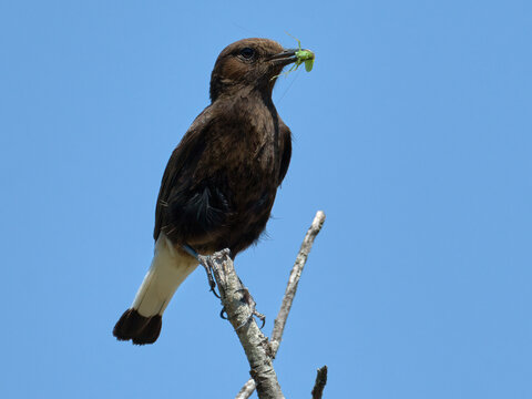 Beautiful Old World Flycatchers Sitting With An Insect As Food In Its Mouth Looking Here And There