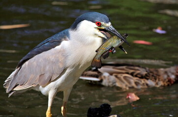 blue heron is feeding