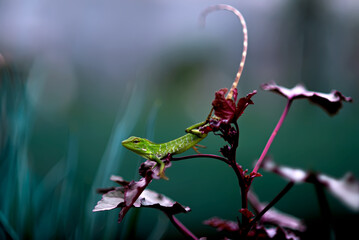 Macro Green-crested chameleon (Bronchocela cristatella) is a type of chameleon from the Agamidae...