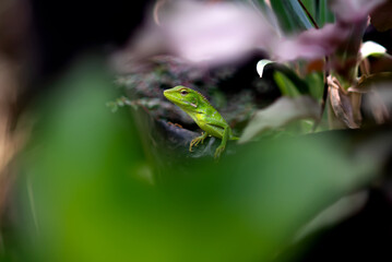 Macro Green-crested chameleon (Bronchocela cristatella) is a type of chameleon from the Agamidae tribe found in Southeast Asia.