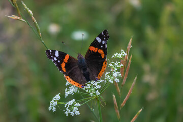 The Red Admiral butterfly (Vanessa atalanta) on a white field flower, green background