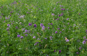 Fototapeta premium Field of alfalfa, (Medicago sativa), also called lucerne or purple medic, backgrounds