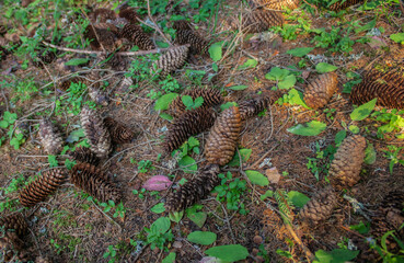 Pine cones lying on the ground in the forest