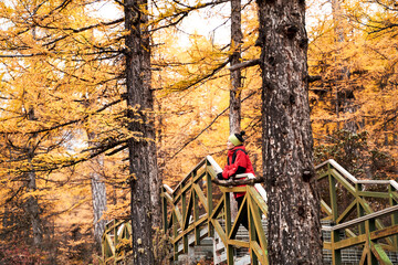 asian woman tourist looking at autumn foliage in forest