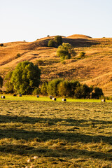Obraz premium Golden hay bales. Agricultural parcels of different crops and hay roll