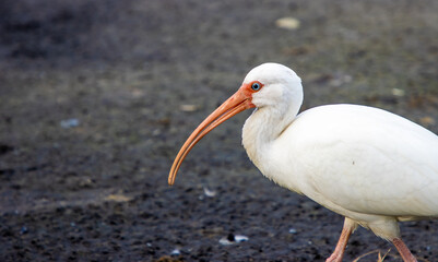 White ibis