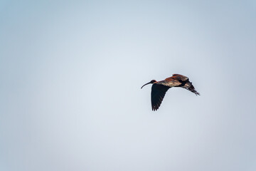 A graceful water bird glossy ibis, latin name Plegadis falcinellus, flying in blue sky
