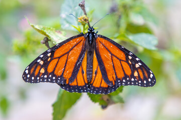 Monarch butterfly