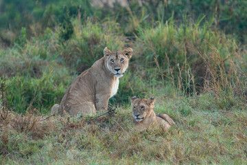 Lioness and cub resting after morning kill, Maasai Mara National Reserve, Kenya, Africa