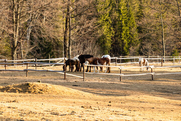 Horses grazing in a field near the paddock