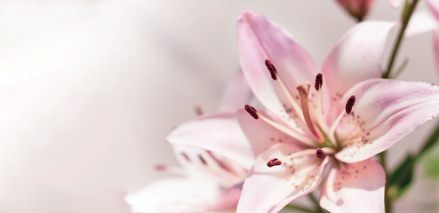 Fototapeta na wymiar Beautiful delicate pink lily flower with text space, selective focus. High quality photo