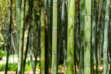 Forêt de bambous en texture