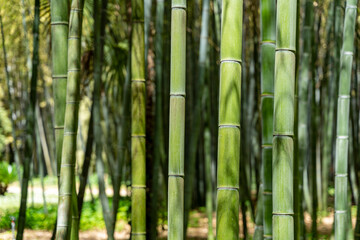 Obraz premium Forêt de bambous en texture