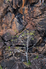 A lonely tree with a few yellow leaves over a rock wall at Las Grietas, Santa Cruz Island, Galapagos, Ecuador