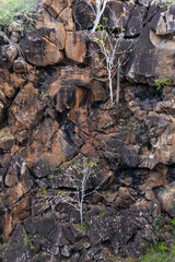 A lonely tree with a few yellow leaves over a rock wall at Las Grietas, Santa Cruz Island, Galapagos, Ecuador