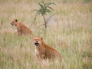 A pair of lionesses at Serengeti National Park,,Tanzania: Maximum attention to their hidden cubs