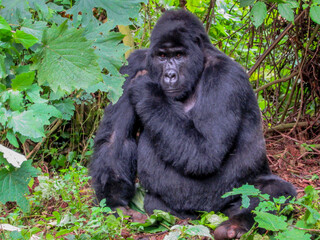 Mountain gorilla: a peacefull giant