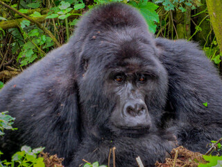 Mountain Gorilla (Gorilla beringei)