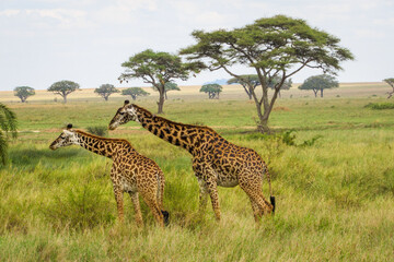 Naklejka na ściany i meble Masai Giraffes (Giraffa tippelskirchi) at Serengeti National Park, Tanzania
