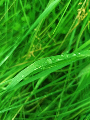 Beautiful grass, with a drop of dew, done in the morning, great for the background. The money raised will go to help ZSU