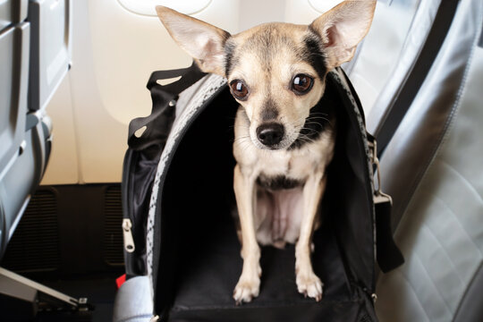 Dog On The Plane, Air Transportation Of Pets, Puppy In A Carrying Bag In The Cabin