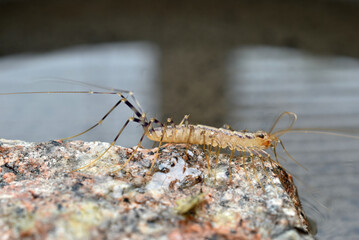 Full-length Common Flycatcher perched on a rock, side view.