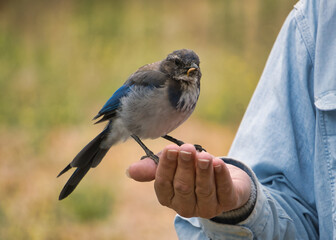 bird on a hand
