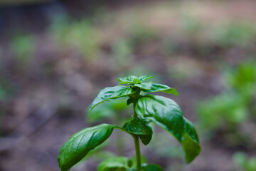 Obraz premium Basil plant growing in home garden healthy natural italian food herb
