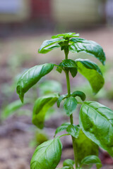 Basil plant growing in home garden healthy natural italian food herb