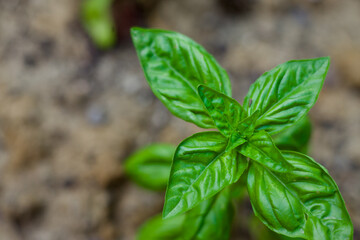 Basil plant growing in home garden healthy natural italian food herb