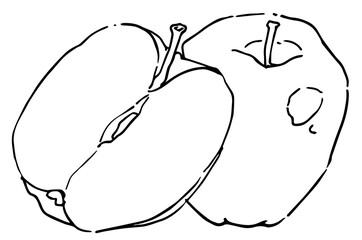 hand drawn vector illustration of an apple