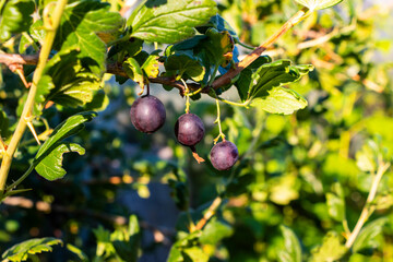 Ripening black gooseberries on a bush in the sunlight