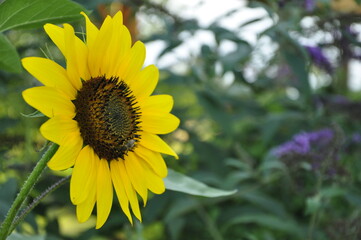 sunflower in the garden